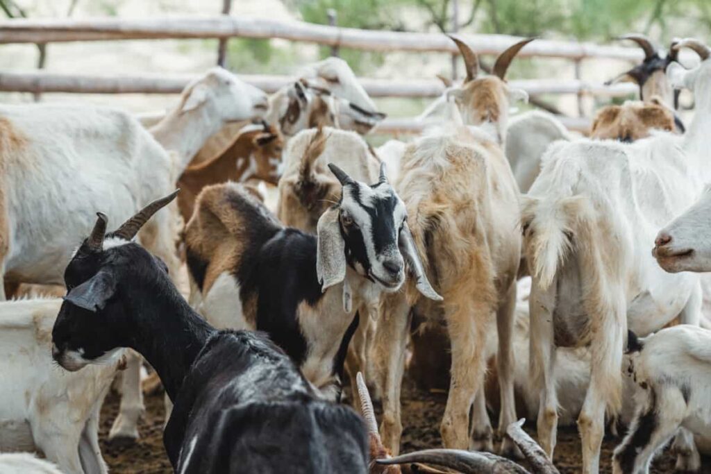 Budgeting for Goat Farming