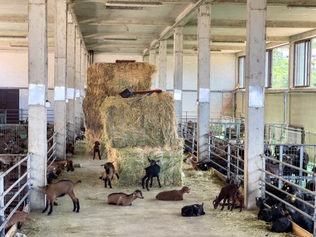 Federal and State Level Goat Farming Grants