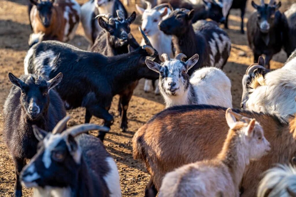 flock of goats grazing outdoors