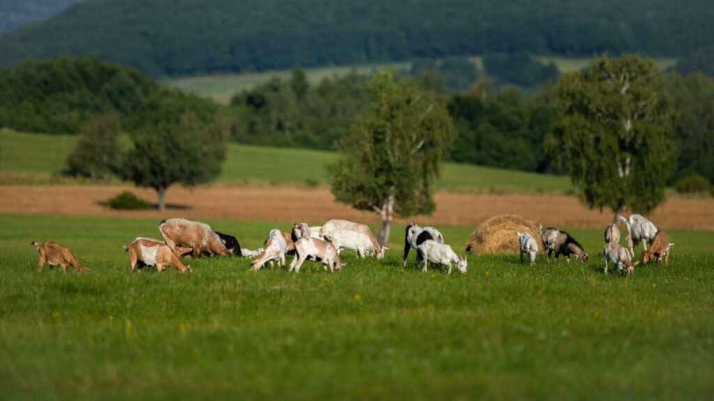 Goats Grazing on Green Meadow