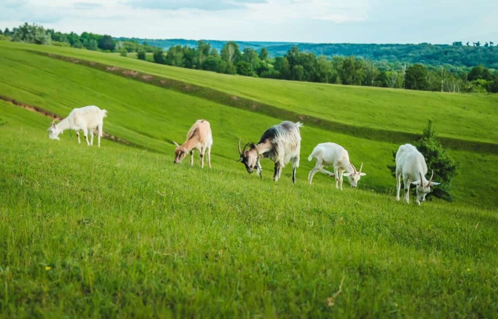 Goats Graze in The Meadow