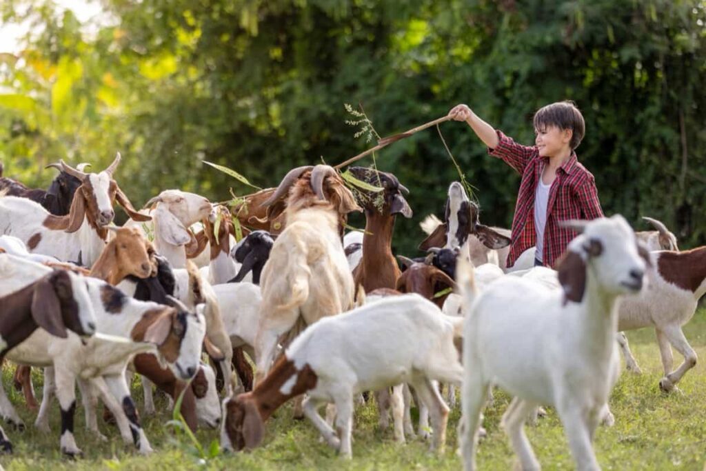 rural goat farm