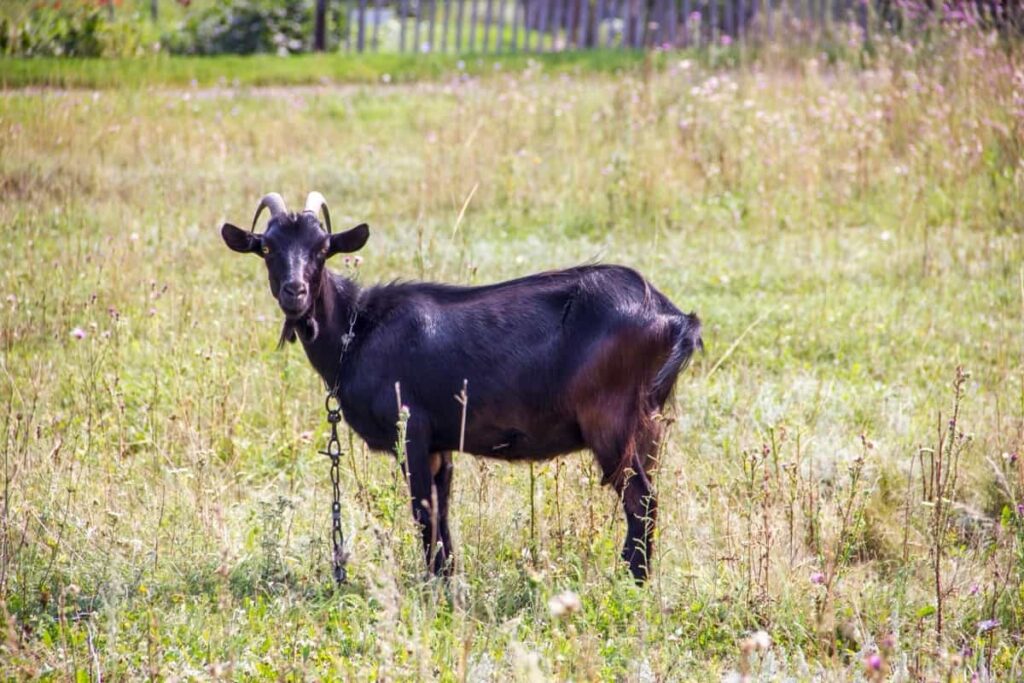 Goat grazing in the farm