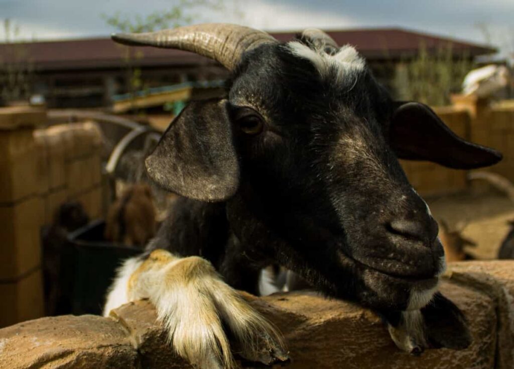 Government Subsidy for Goat Farming in Gujarat