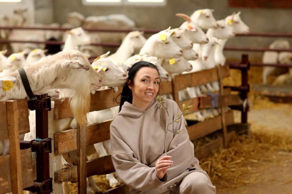 Indoor Goat Farm