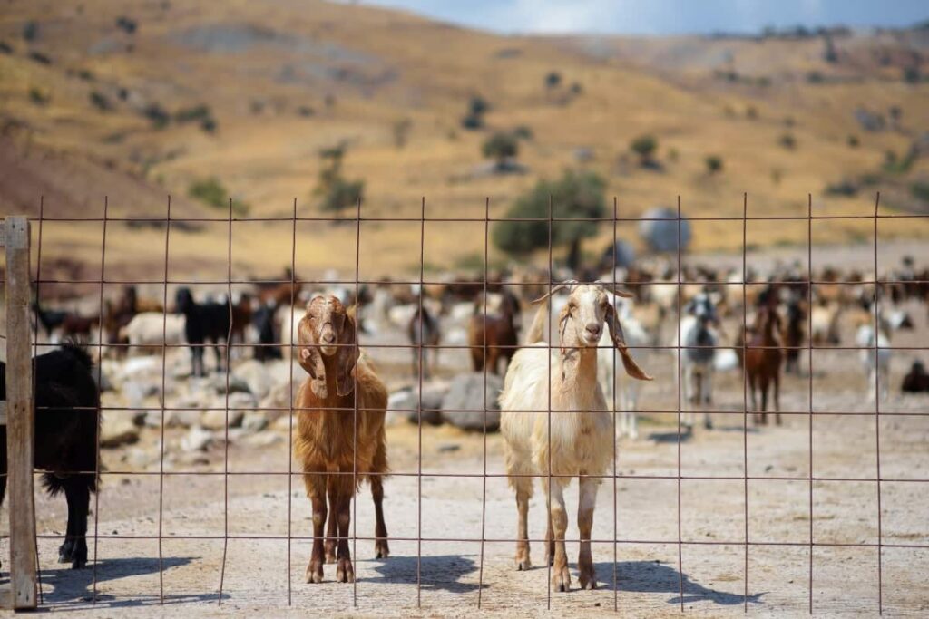 Goats on A Farm 