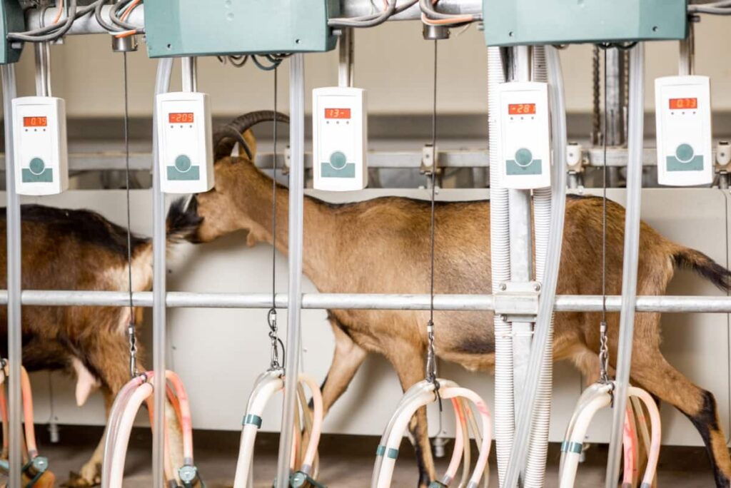 Goats Walking on The Milking Line