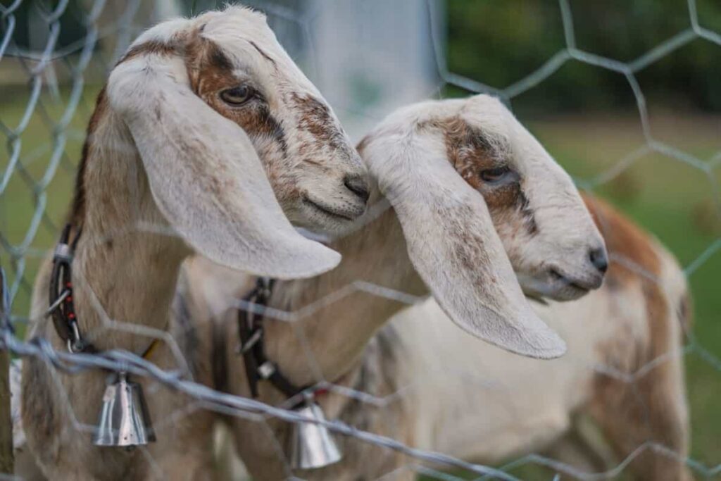 Goats Under Fence