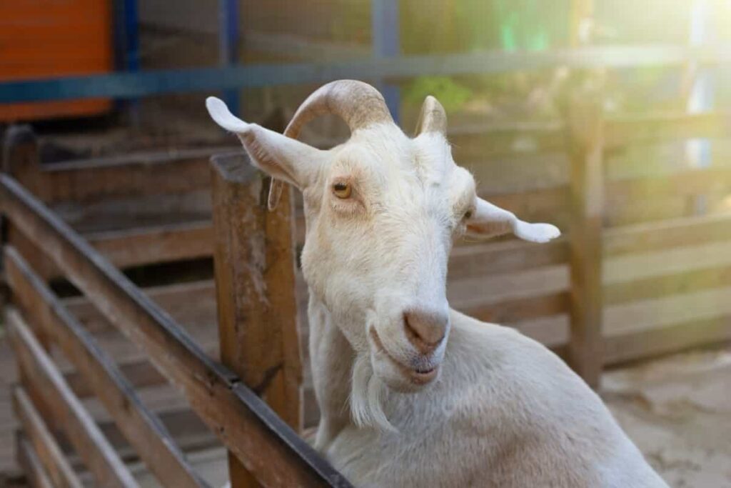 white goat standing in a wooden corral on a farm