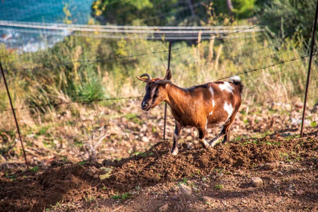 Goat on pasture