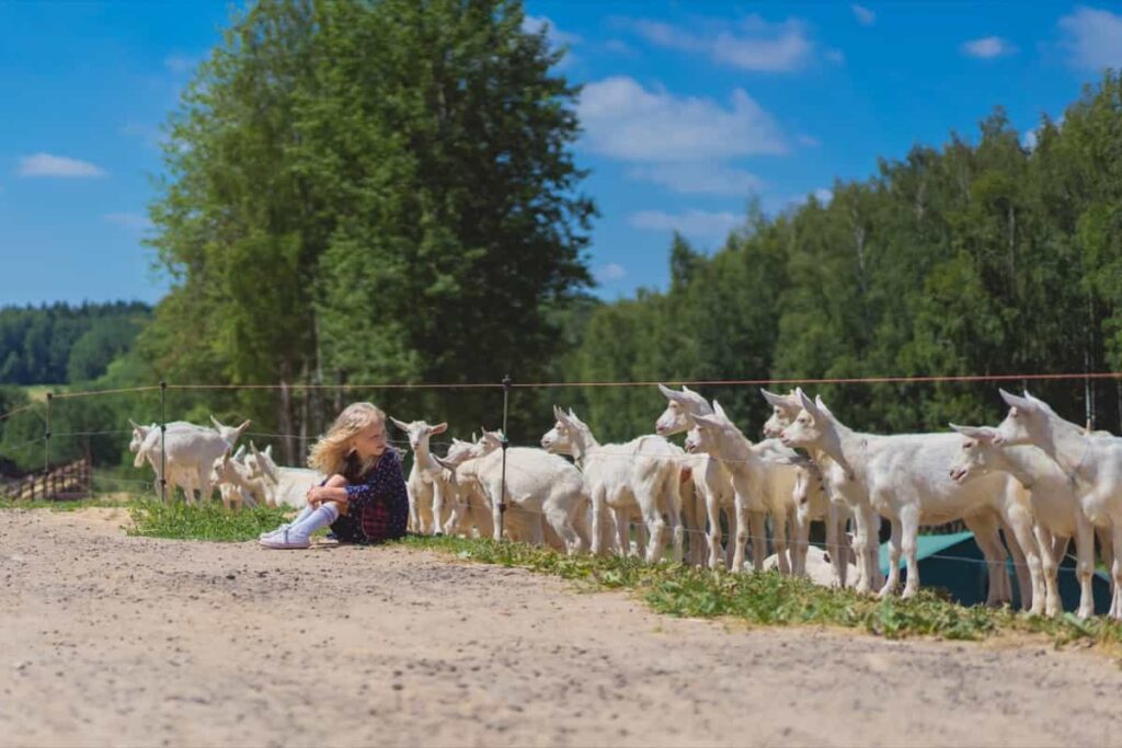 Goat Farming