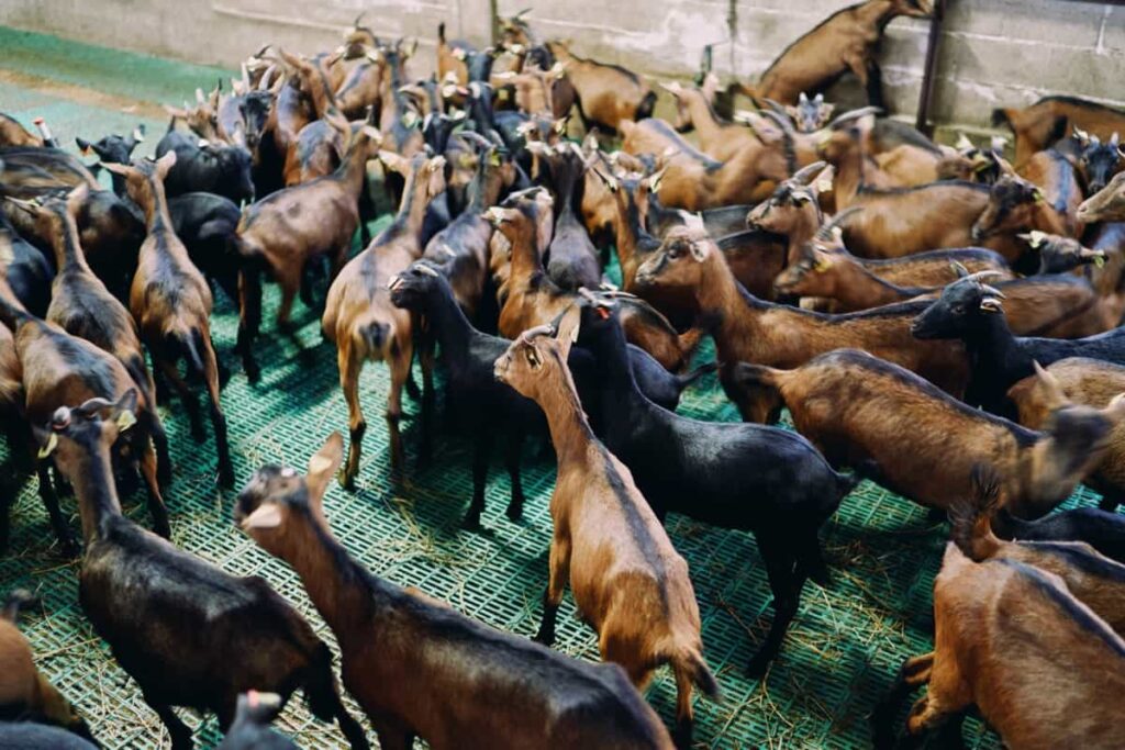 Herd of brown and black goats stands on the floor in a paddock 