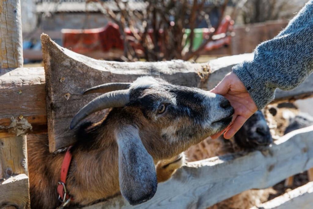  man feeding a goat on an eco-farm