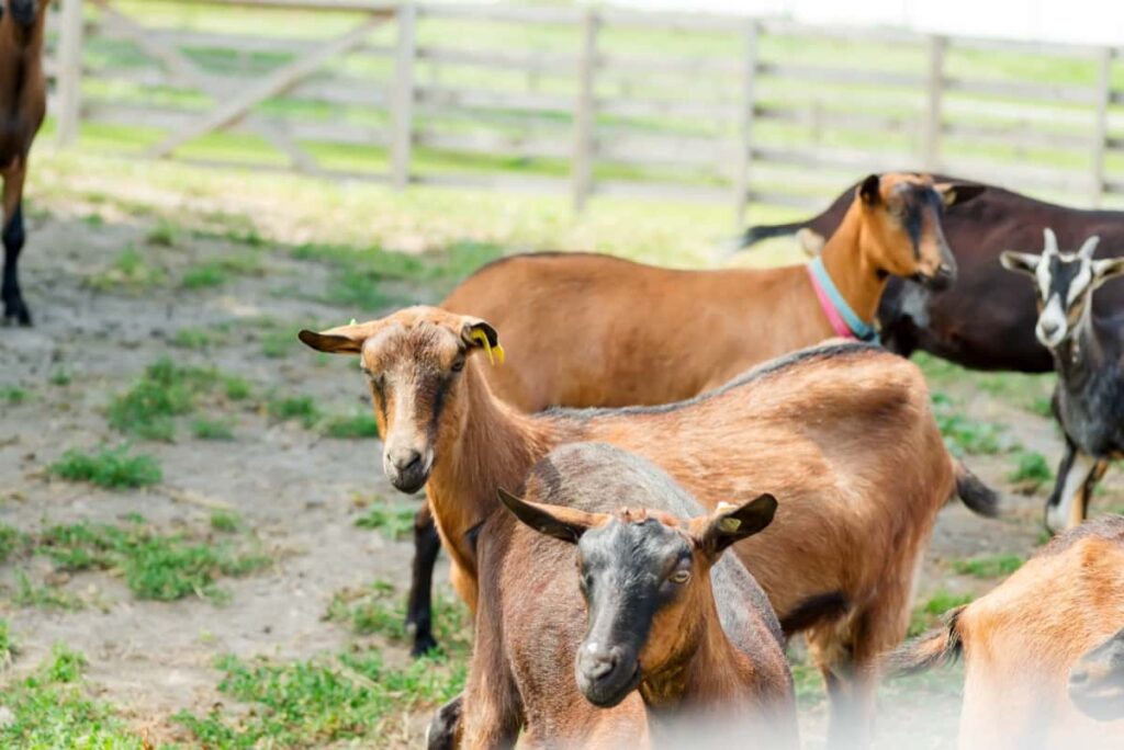 French herd of goats on a green farm