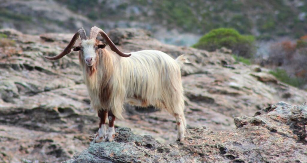 Asmari Goat