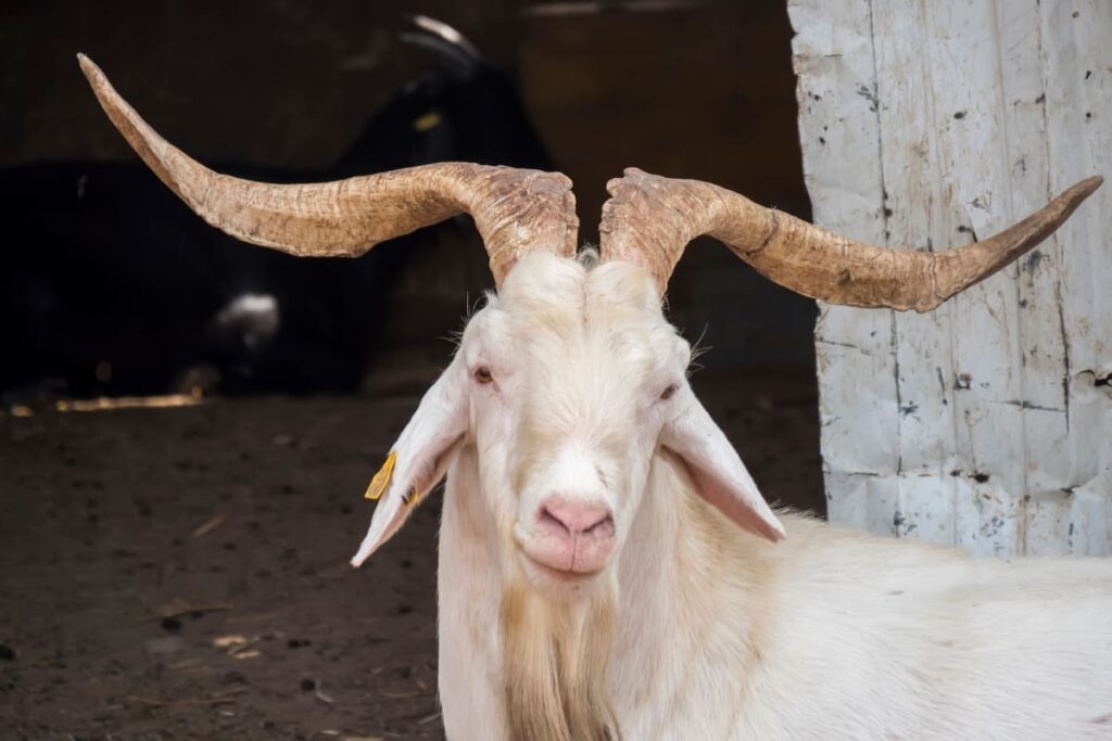 Long Horn Goat