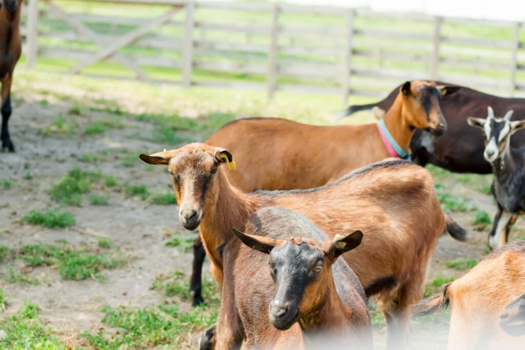 Belgian Fawn Goats