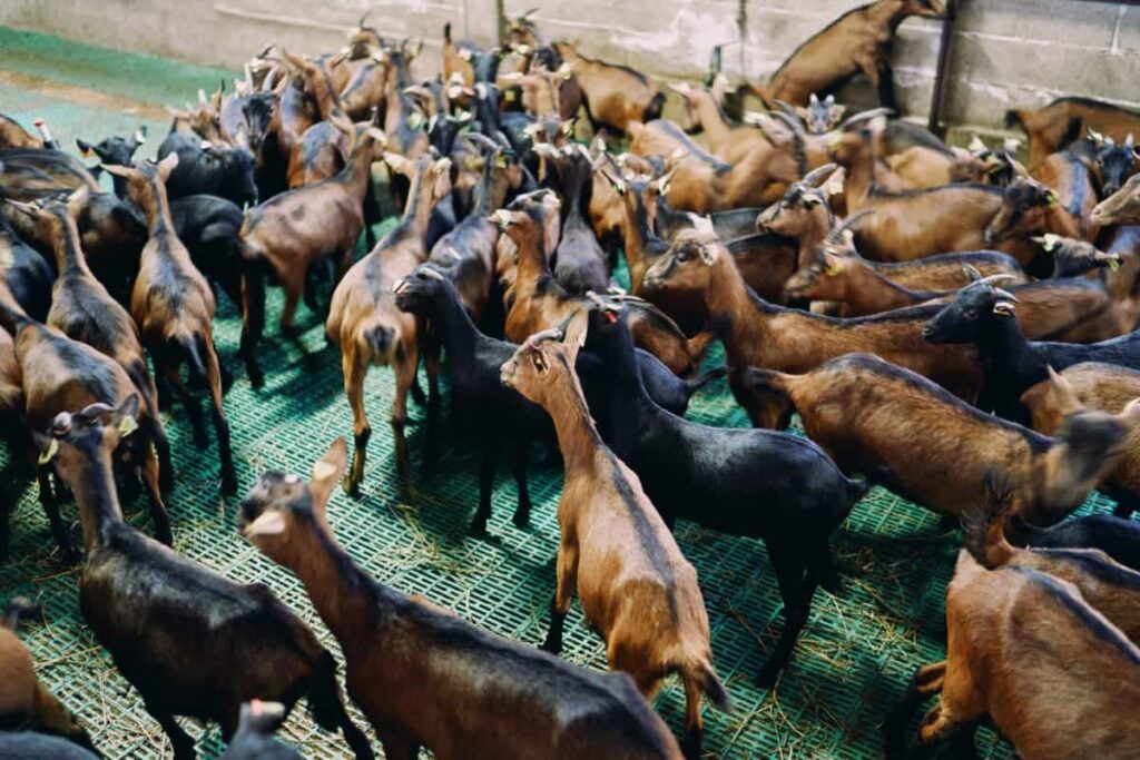 Herd of Brown and Black Goats