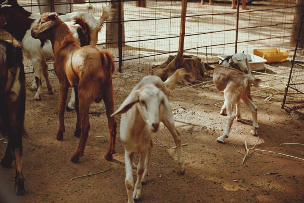 Goats into Sustainable Farming Systems