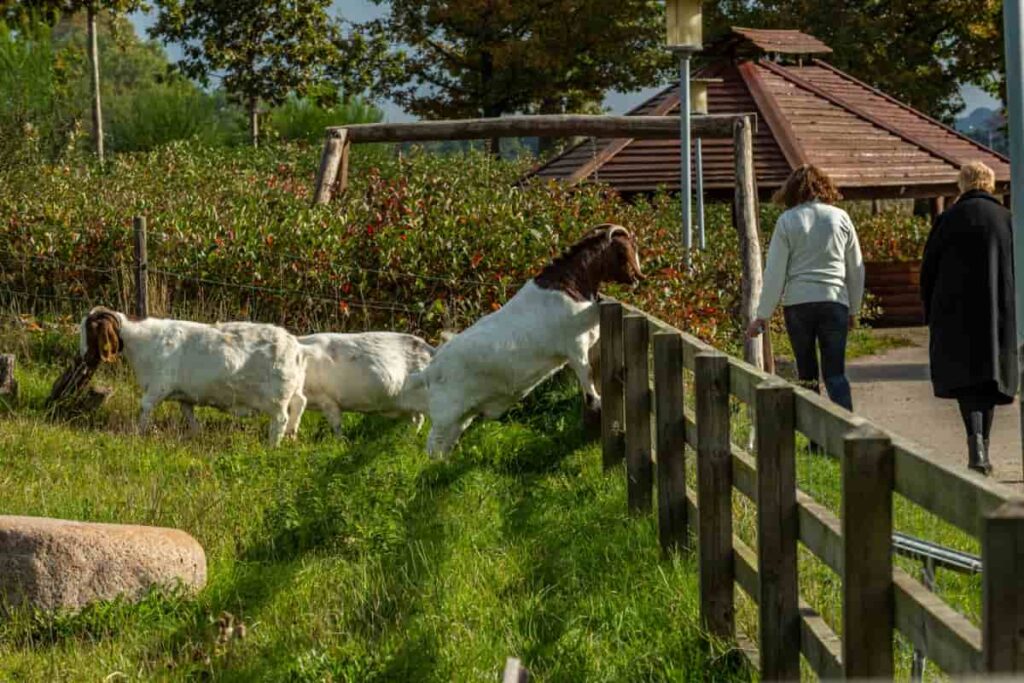 Boer Goat Feed Management