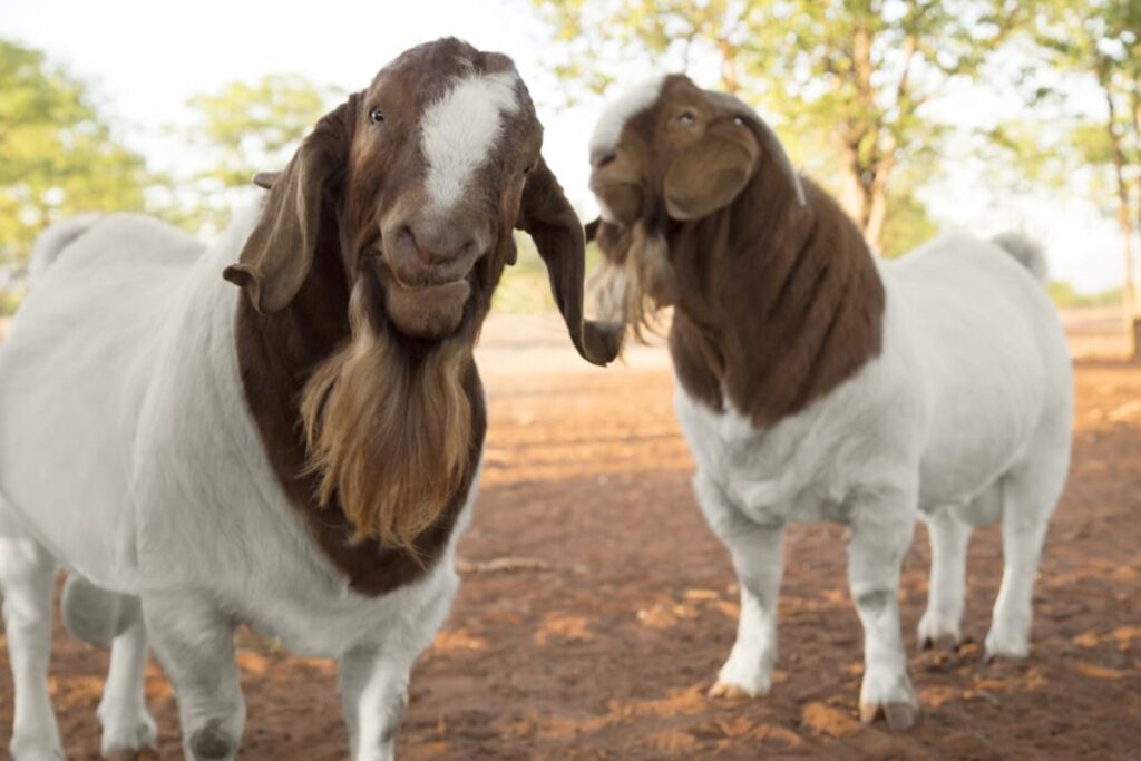 Brown and White Boer Goats