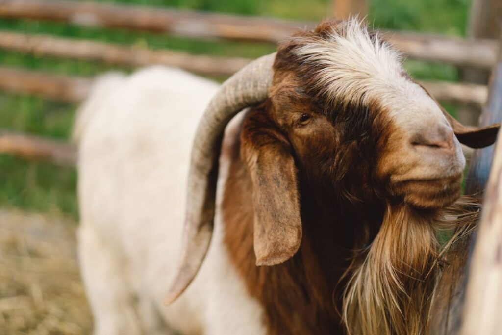 Boer Goats on The Farm