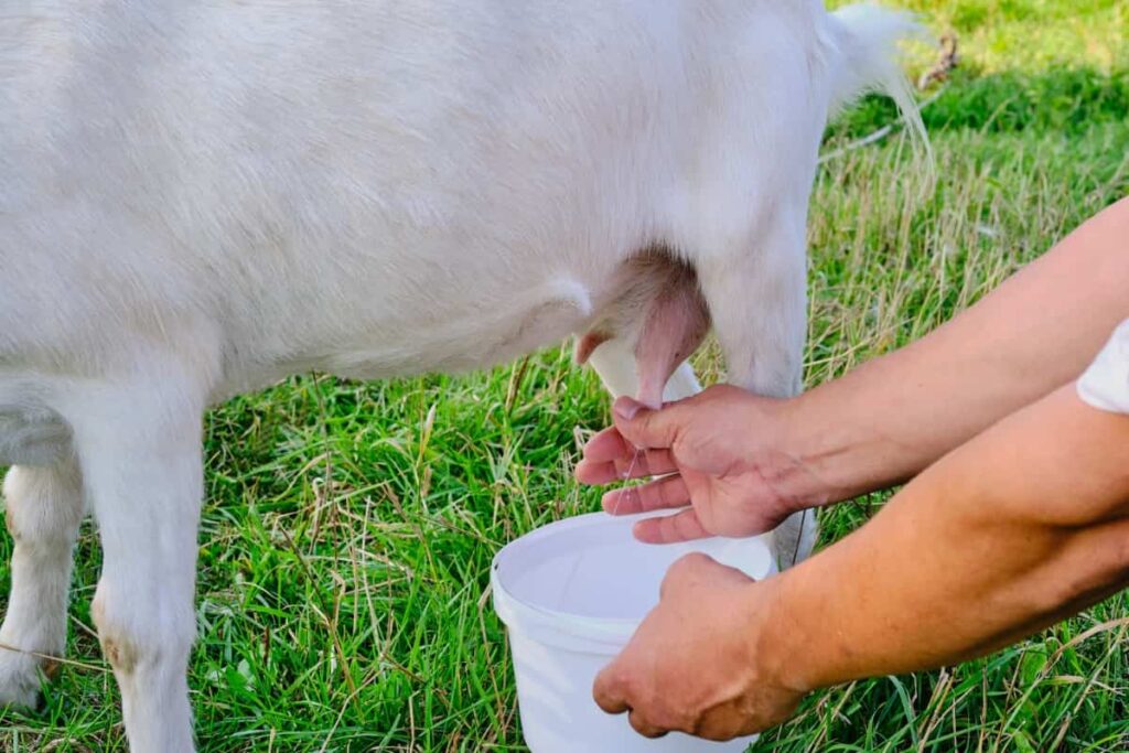 Milking a White Goat 