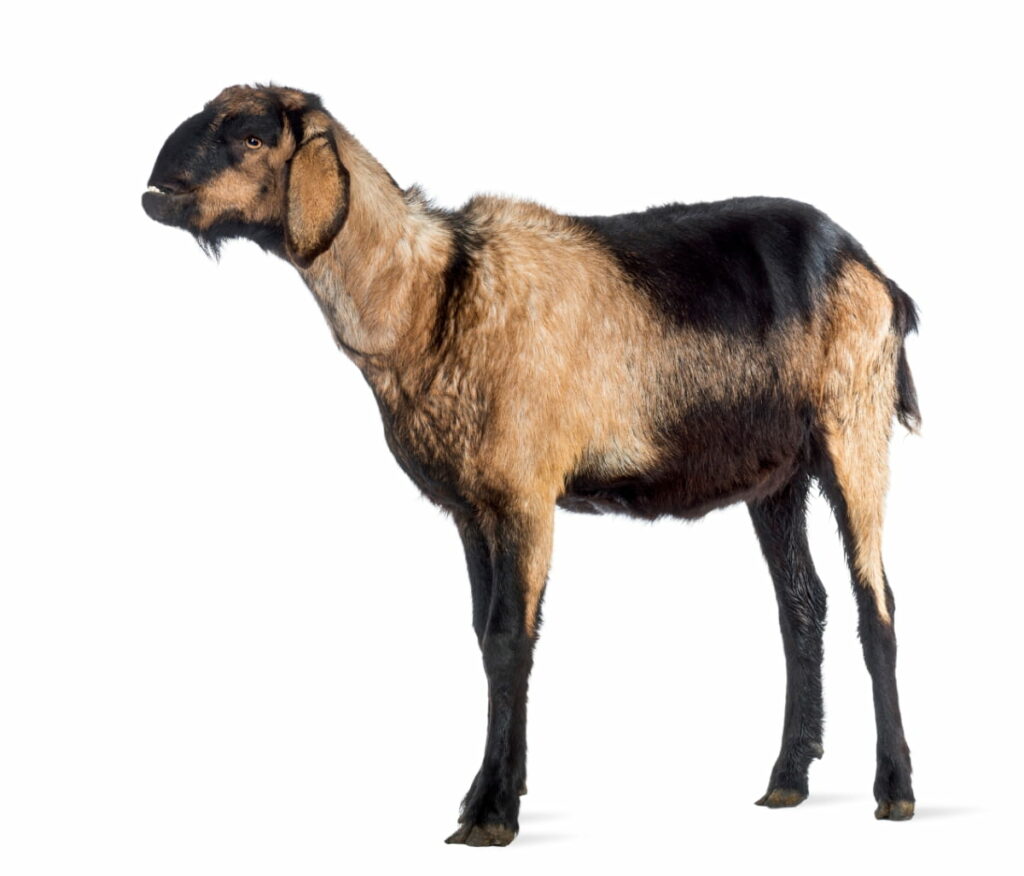 Anglo-Nubian Goat with A Distorted Jaw
