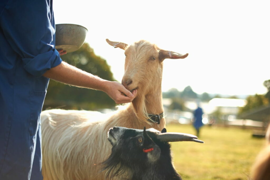 Top 10 Goat Weight Gain Supplements