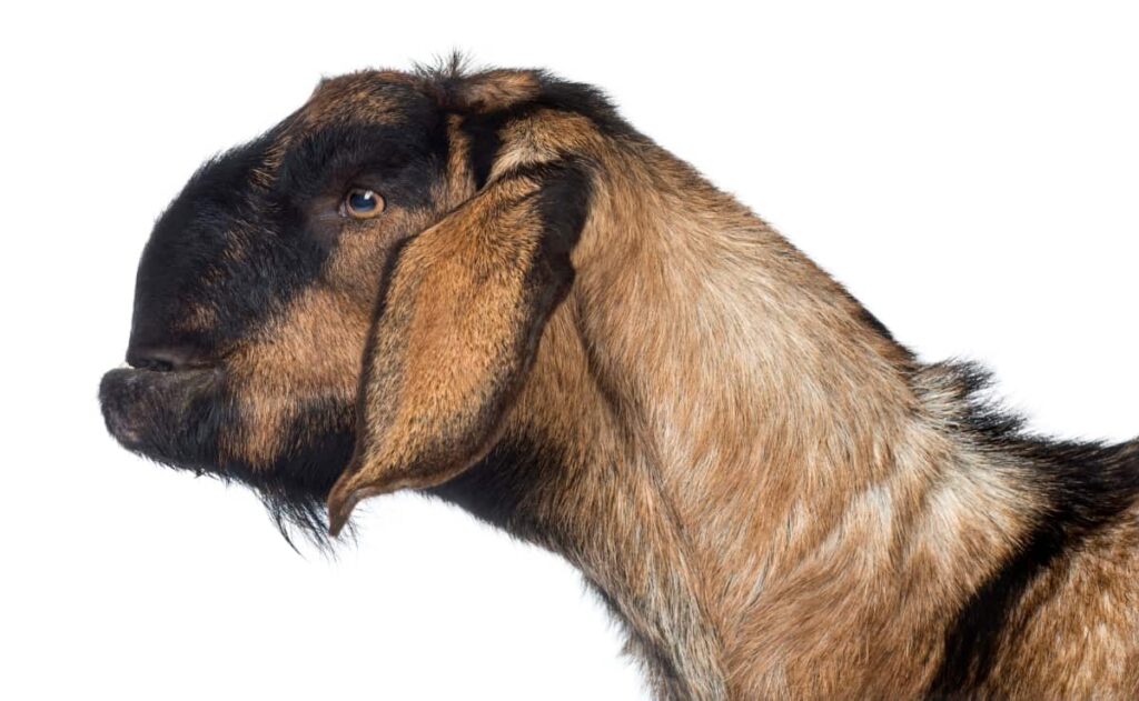Anglo-Nubian Goat 