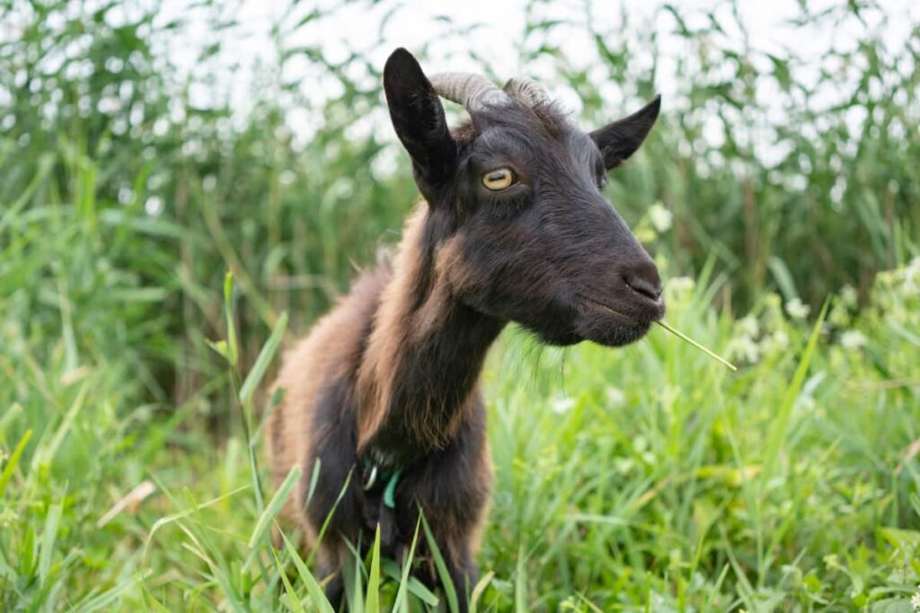 Farm Goat Grazing in Pasture