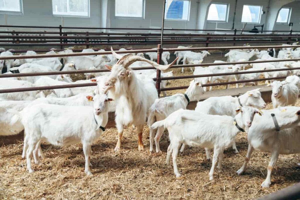 How AI is Useful in Goat Farming
