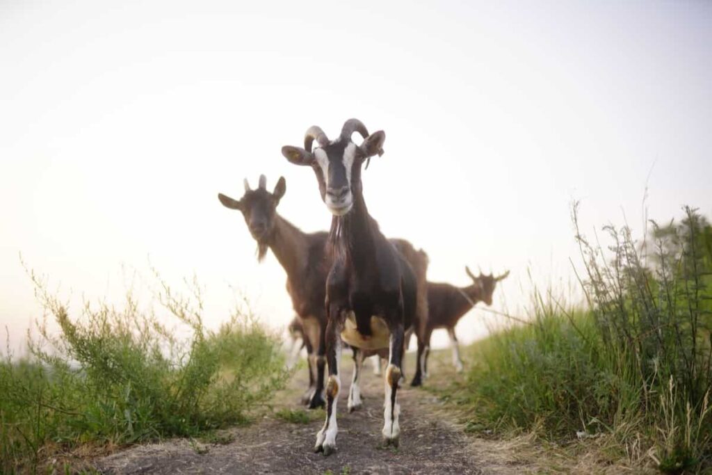 Thuringian Goats