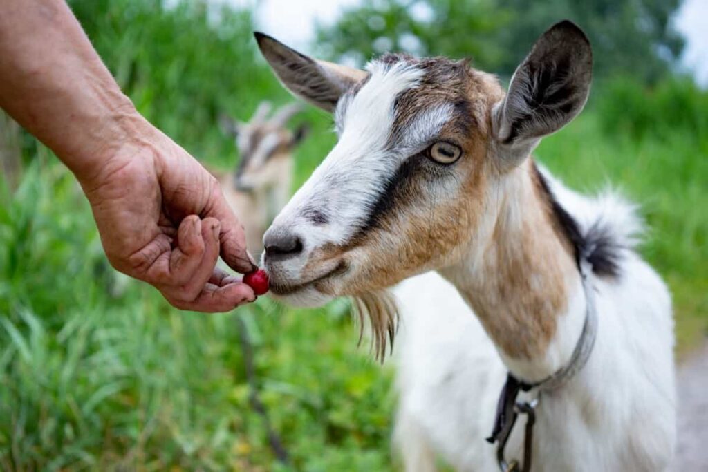 Feeding Goat in the Farm