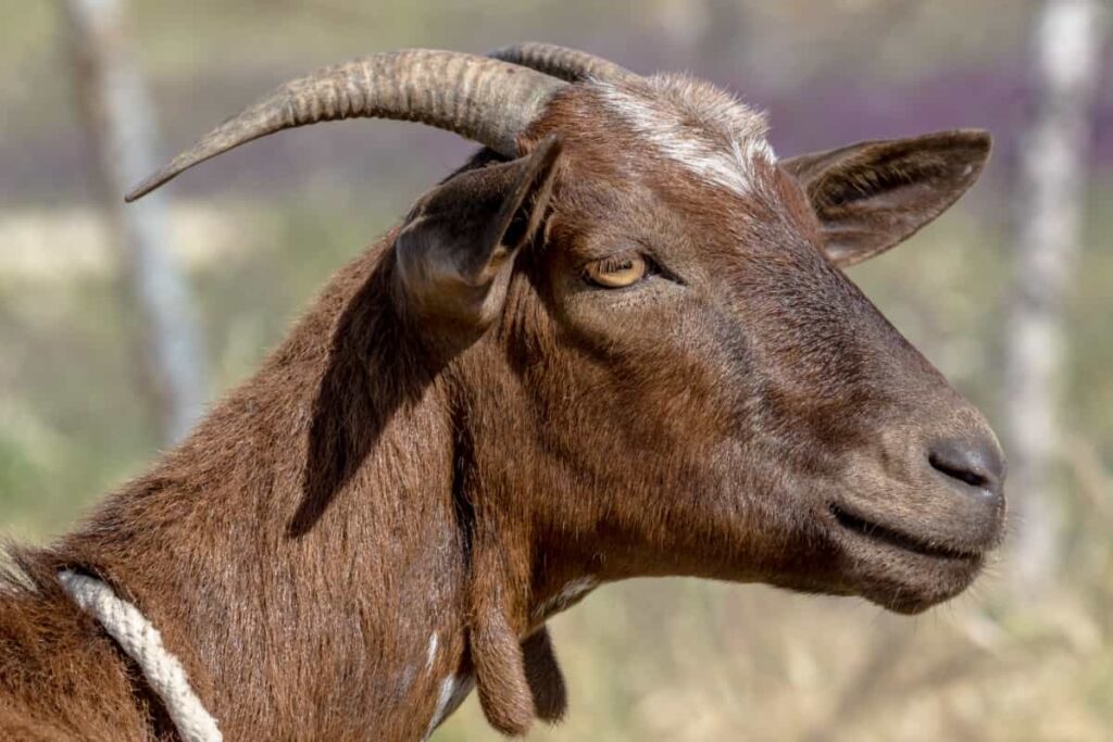 Brown Goat
