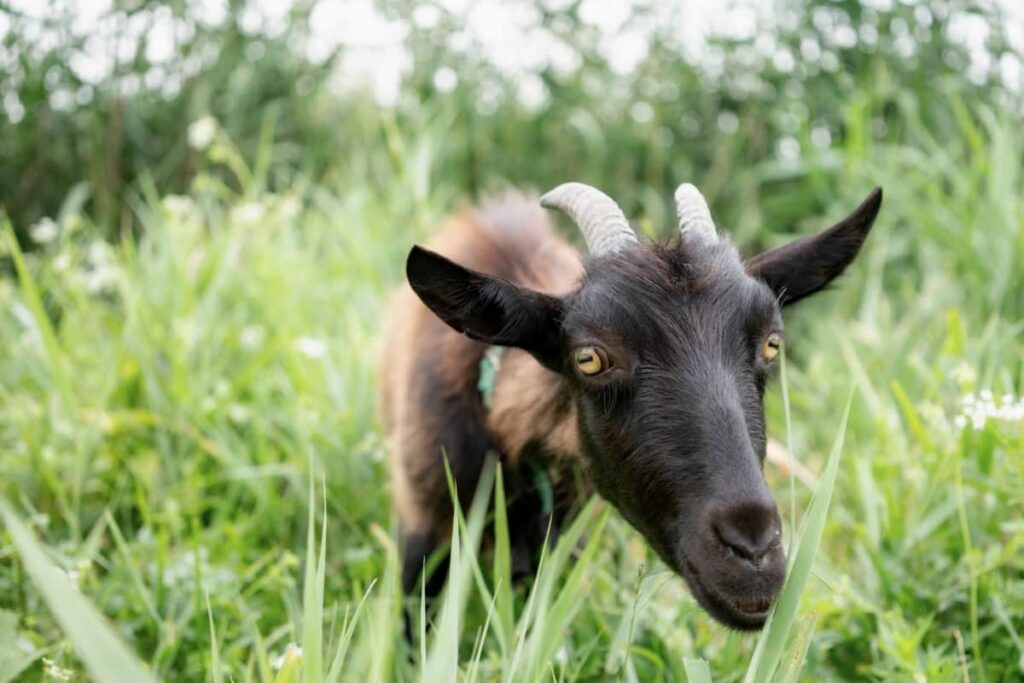  farm Goat Grazing in Pasture