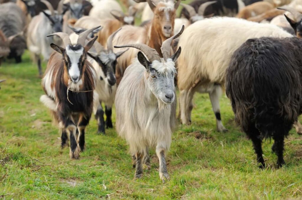 Goat Farming for Fiber
