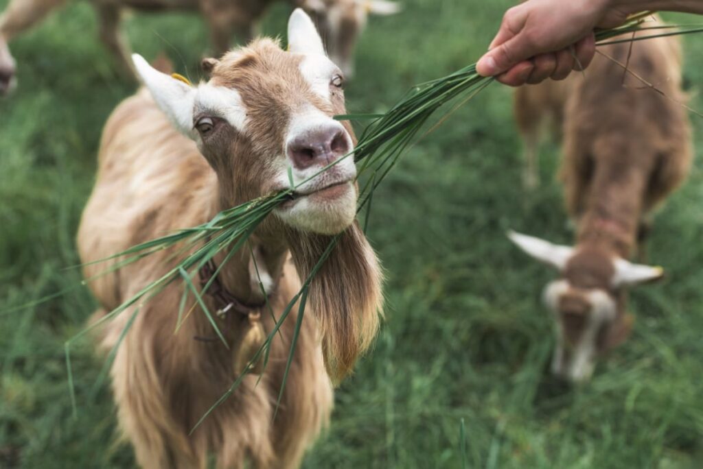 Goat Eats Grass