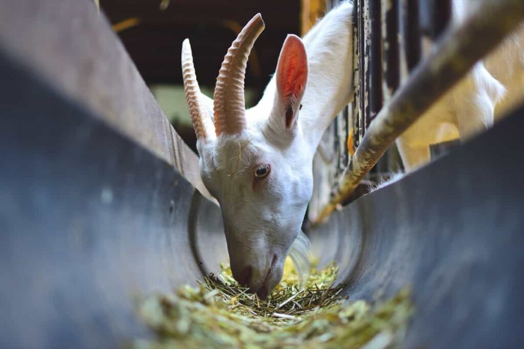 Feeding a Goat in the Goat Farm