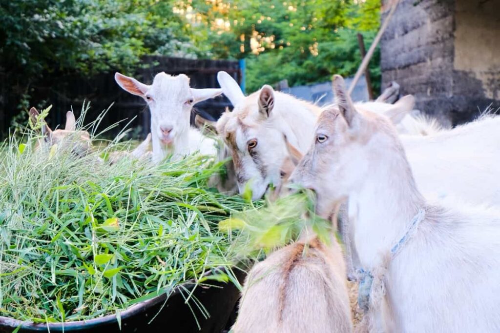 Goats Eating Outdoor