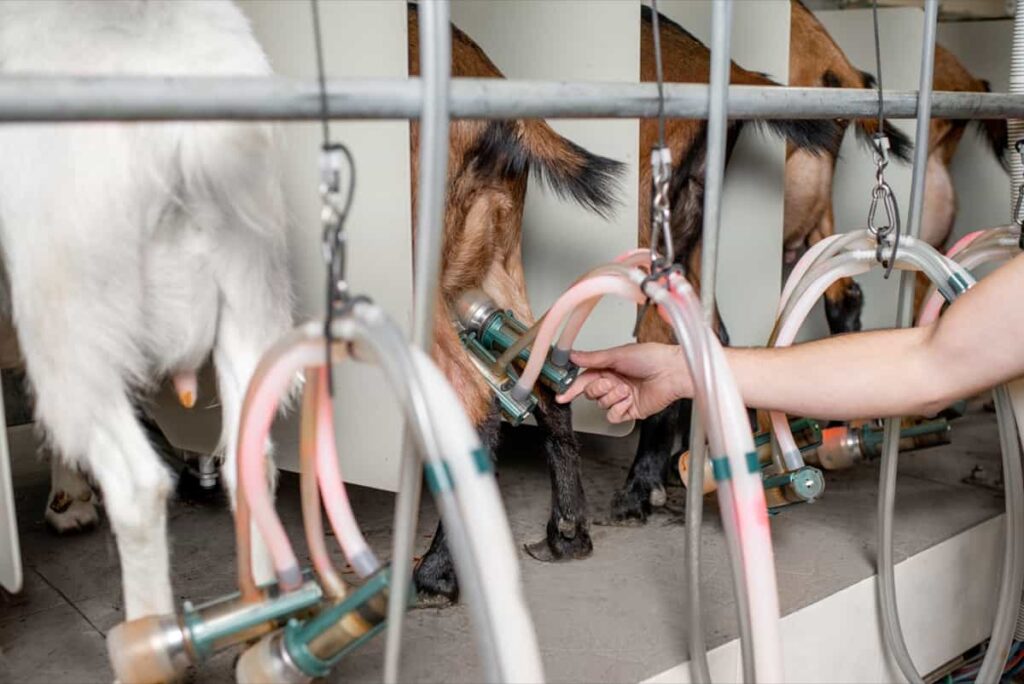 Goat Milking Practices and Equipment