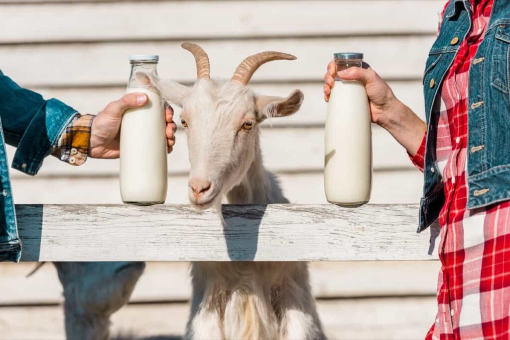 Goat milk in a glass bottle