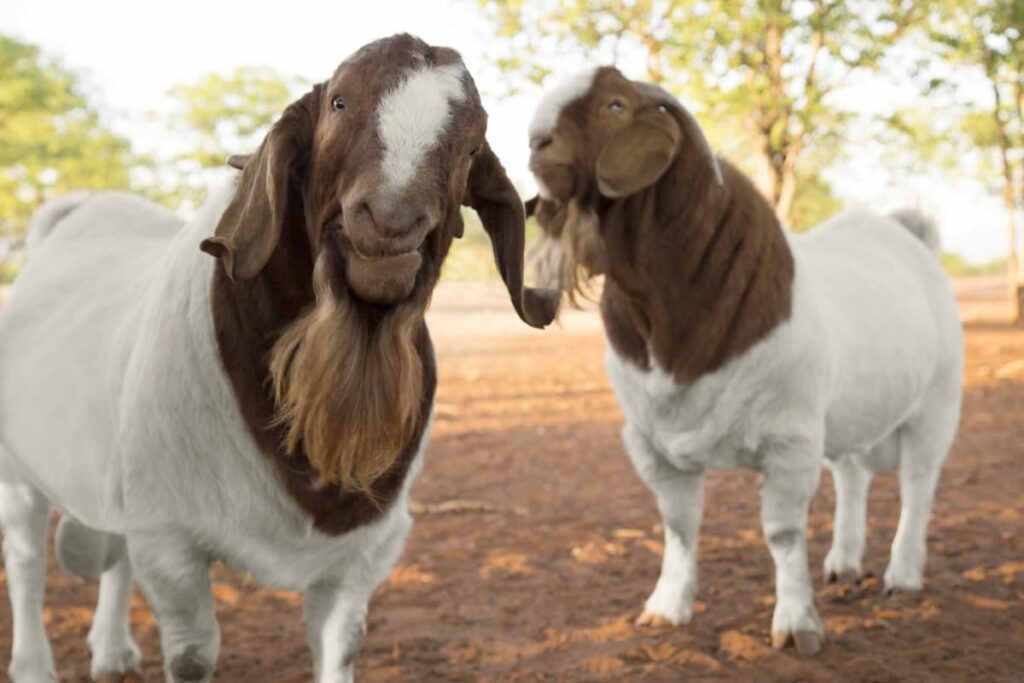 Kenya Goat Breeds