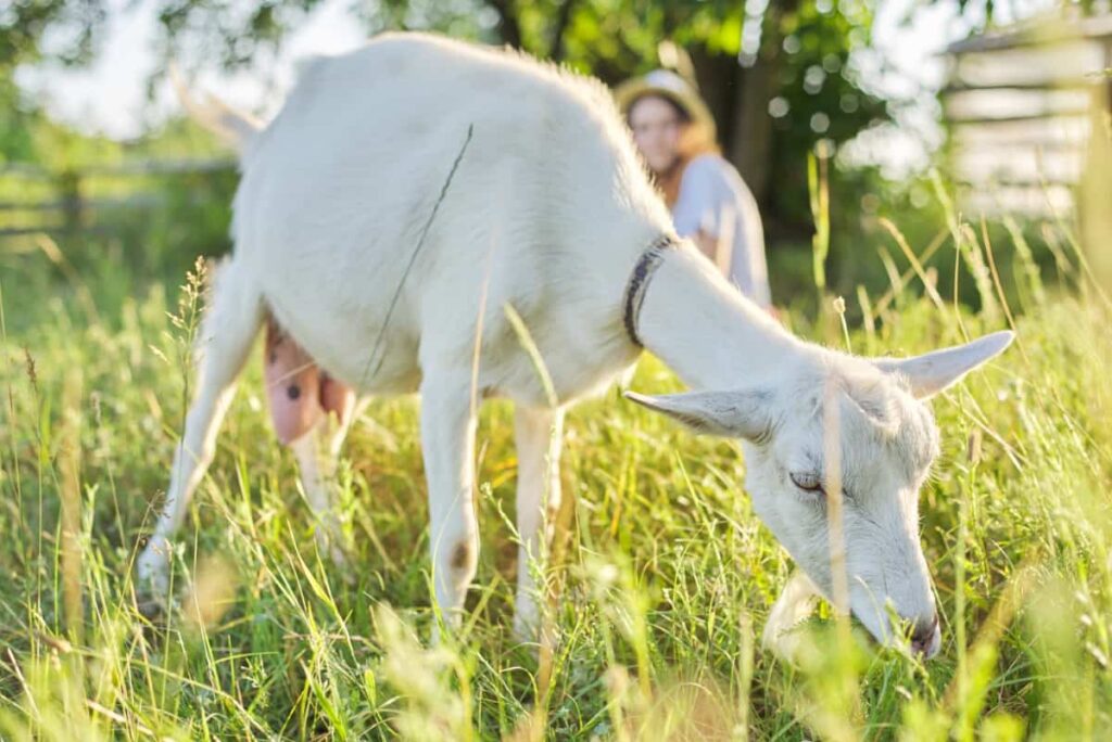 White Domestic Farm Goat
