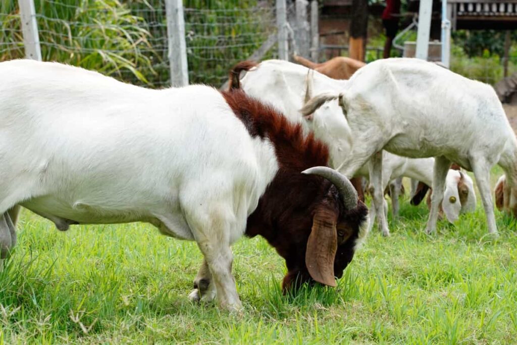 White and brown goat