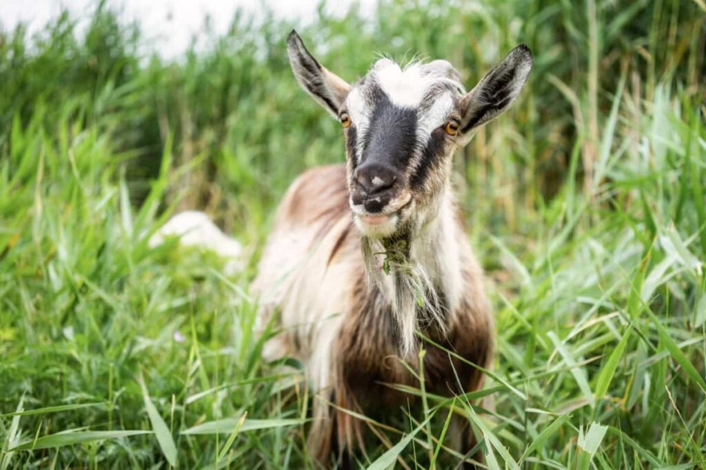 Smoke Goat with Horns Eating Grass in Pasture