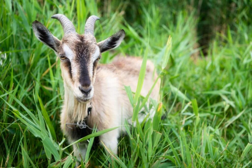 Goat Grazing in Green Grass