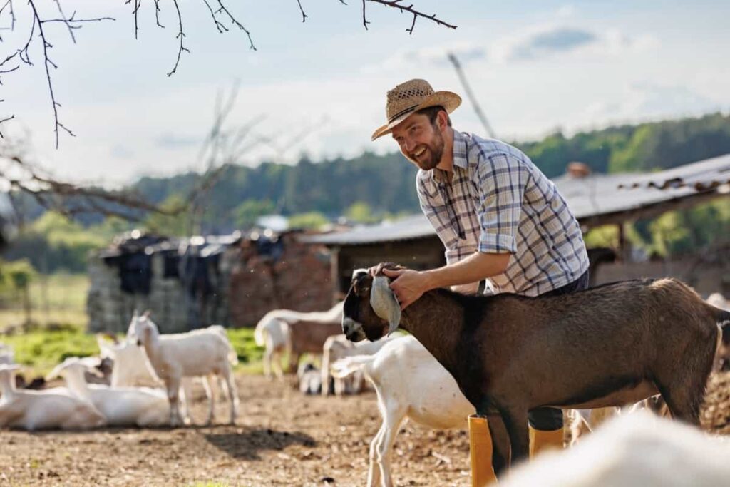 Farmer taking care of his goats